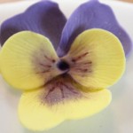 Pansy18