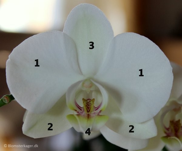 1-orkide1