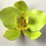 orkide31
