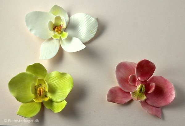 orkide33